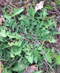Taraxacum officinale