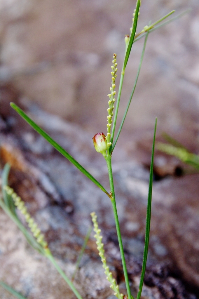 Microstachys bidentata