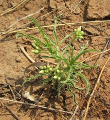 Jatropha erythropoda image