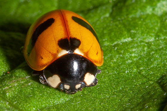 Mountain Lady Beetle