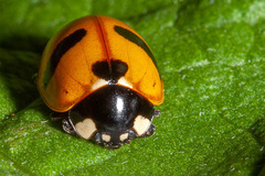 Coccinella monticola