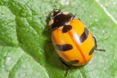 Coccinella monticola