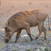 Northern Warthog - Photo (c) pfaucher, some rights reserved (CC BY-NC), uploaded by pfaucher