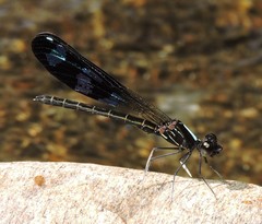Aristocypha cuneata