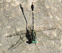 Nepogomphus modestus