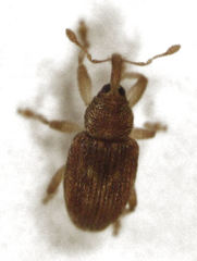 Peristoreus fulvus