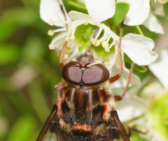 Pelecorhynchus nigripennis