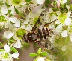 Pelecorhynchus nigripennis