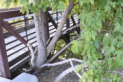 Acer negundo