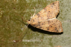 Xanthia ocellaris