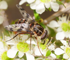 Pelecorhynchus nigripennis