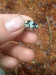 Mycoblastus sanguinarius