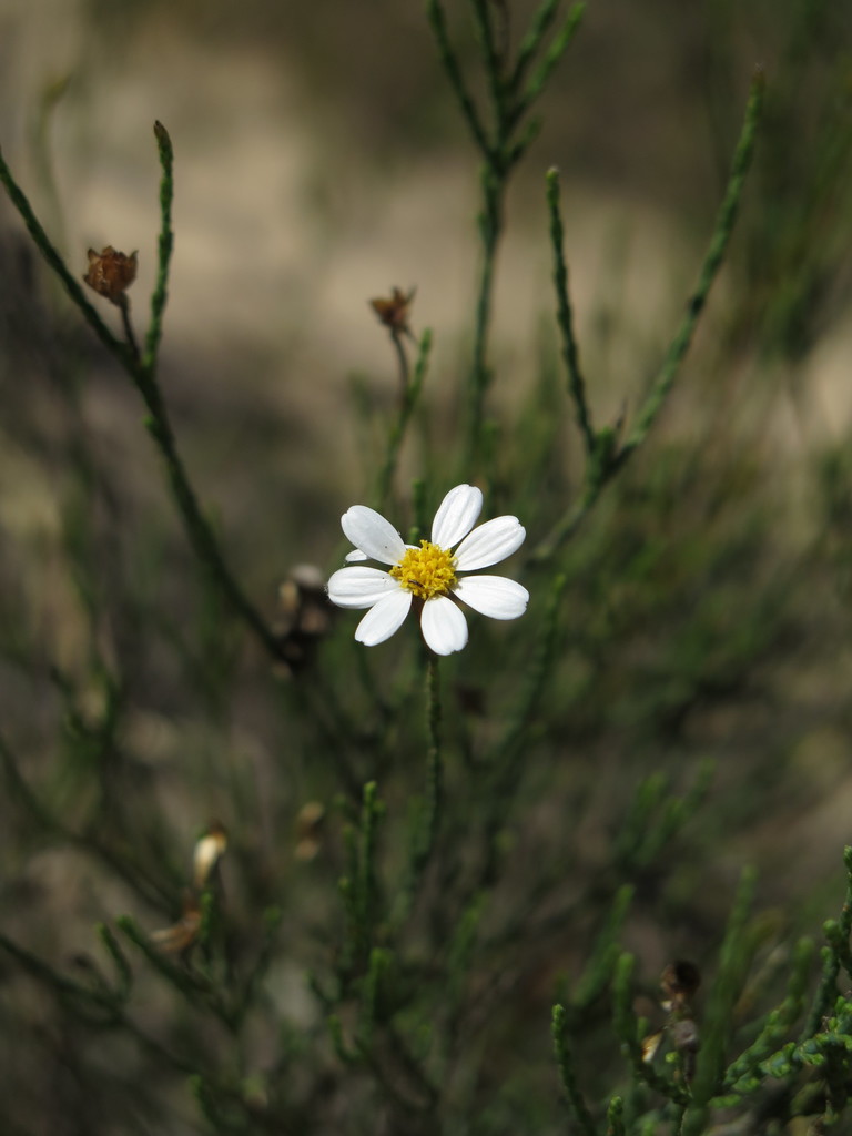 Opposite Sheepdaisy
