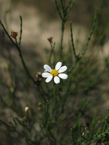 Opposite Sheepdaisy (Phymaspermum oppositifolium)