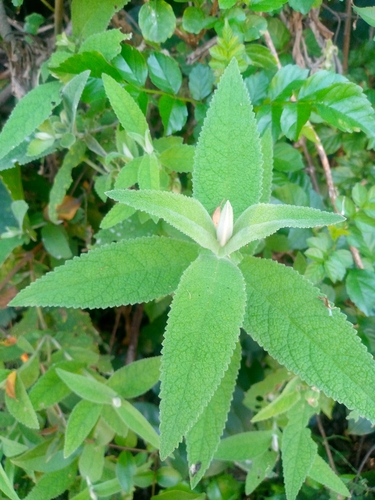 Sagewood