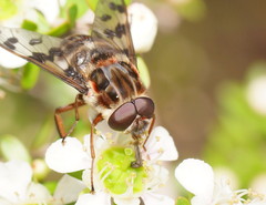 Pelecorhynchus nigripennis