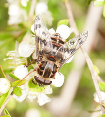 Pelecorhynchus nigripennis