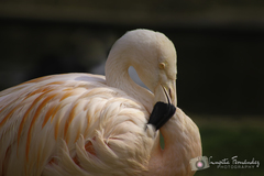 Phoenicopteriformes