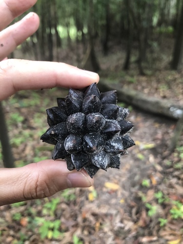 Duguetia quitarensis, 2023-02-26