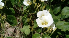 Ipomoea corymbosa
