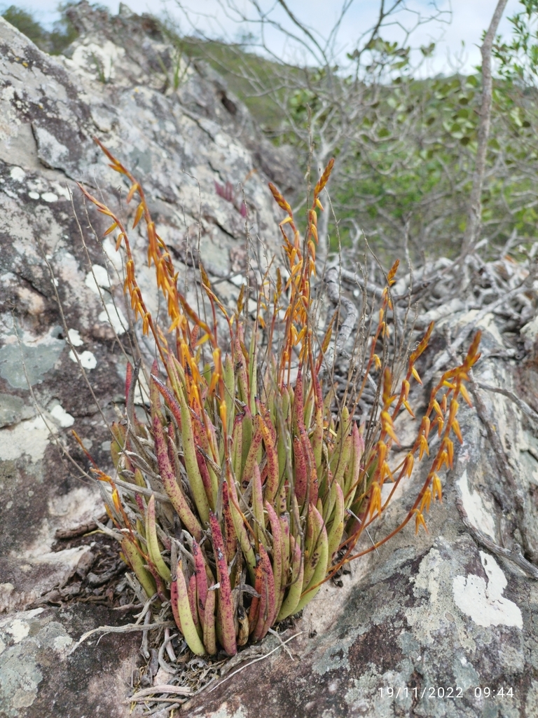 Acianthera adamantinensis