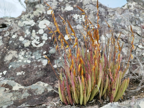 Image of Acianthera Adamantinensis (Acianthera adamantinensis) by (c) Agente Itallo, some rights reserved (CC BY)