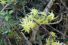 Clematis marata