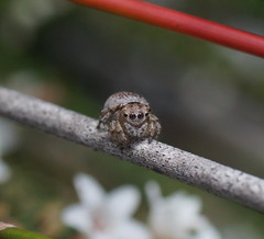 Maratus anomalus