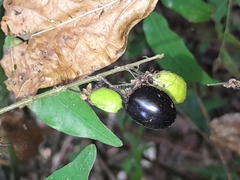 Hirtella racemosa image