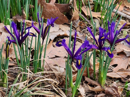 Image of Iris reticulata by (c) Kaden Slone, some rights reserved (CC BY)