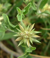 Cyathula lanceolata image