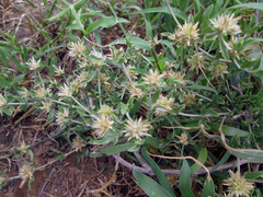 Cyathula lanceolata image