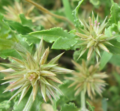 Cyathula lanceolata image