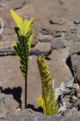 Polypodium pellucidum vulcanicum
