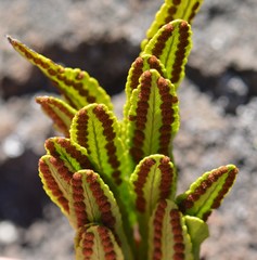 Polypodium pellucidum vulcanicum
