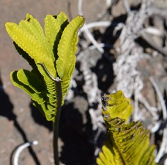 Polypodium pellucidum vulcanicum