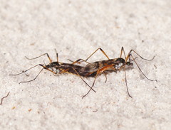 Gynoplistia