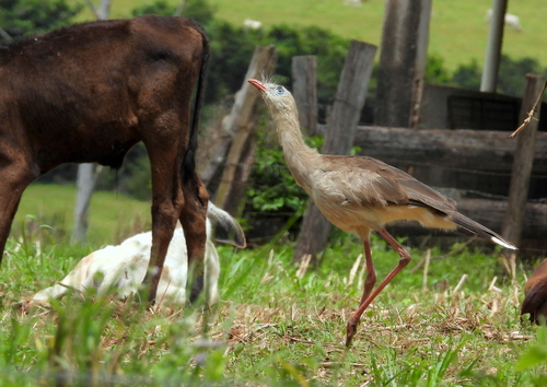 Red-legged Seriema