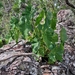 Philodendron wullschlaegelii - Photo (c) Mauricio Mercadante,  זכויות יוצרים חלקיות (CC BY-NC-SA)