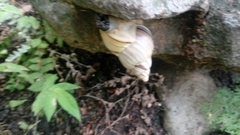 Orthalicus ponderosus