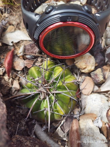 Discocactus placentiformis