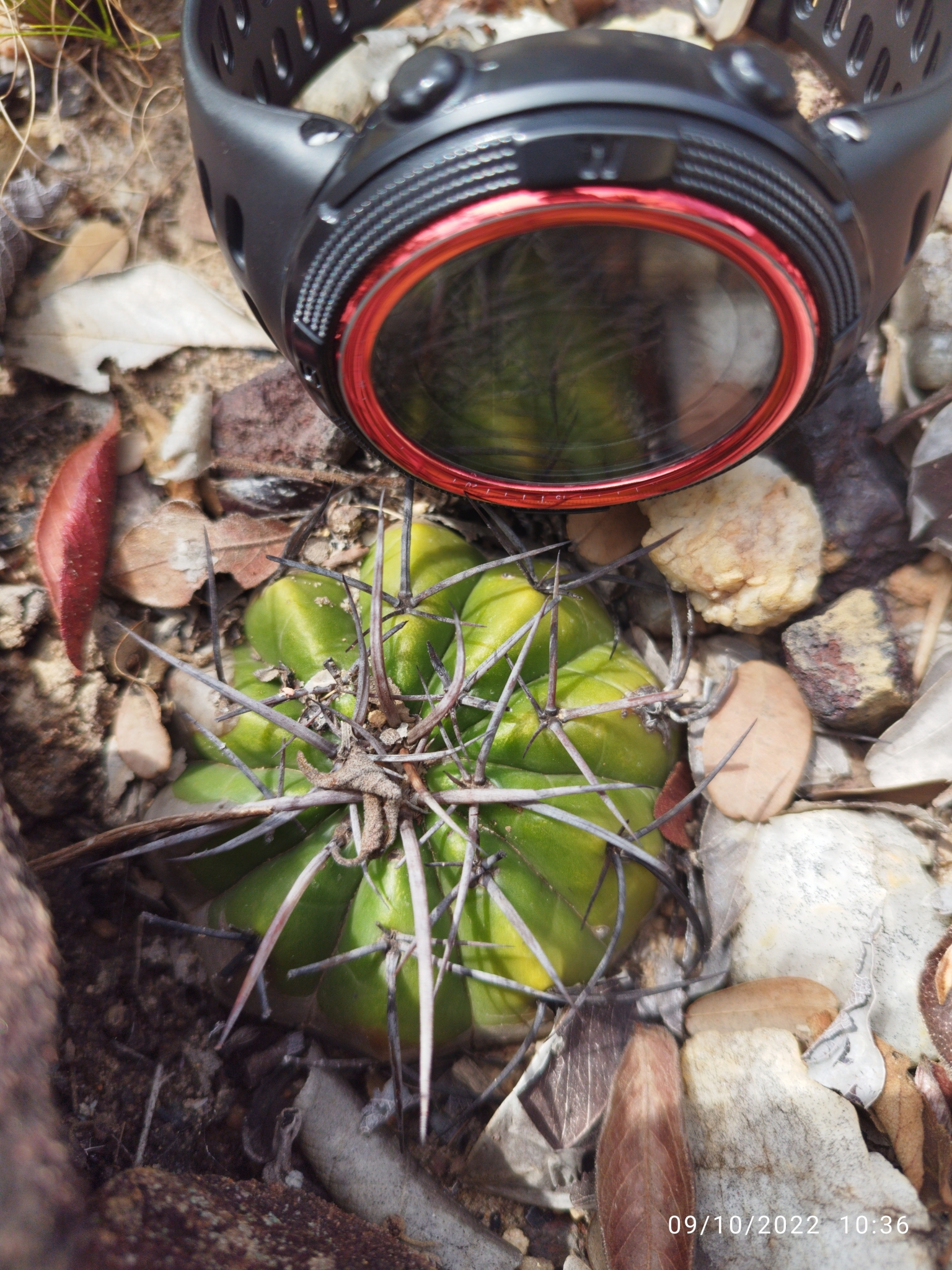 Discocactus placentiformis