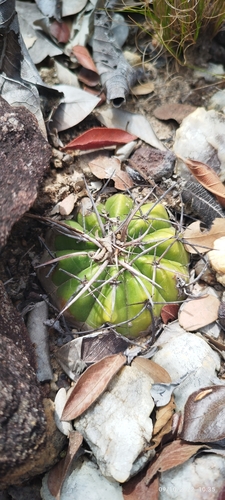 Discocactus placentiformis