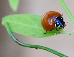 Cycloneda sanguinea
