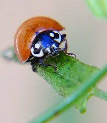 Cycloneda sanguinea