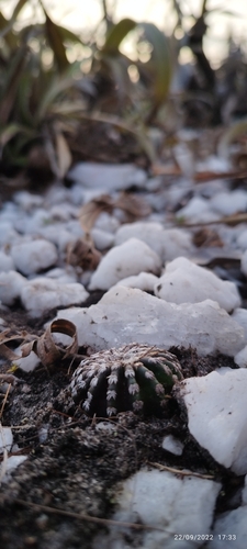 Discocactus horstii