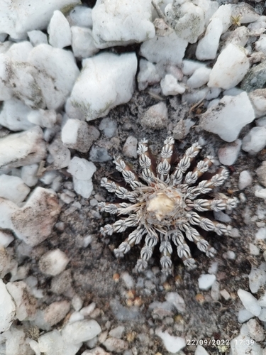 Discocactus horstii