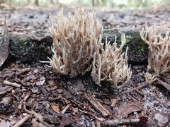 Clavulina coralloides image