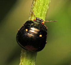 Coptosoma capitatum