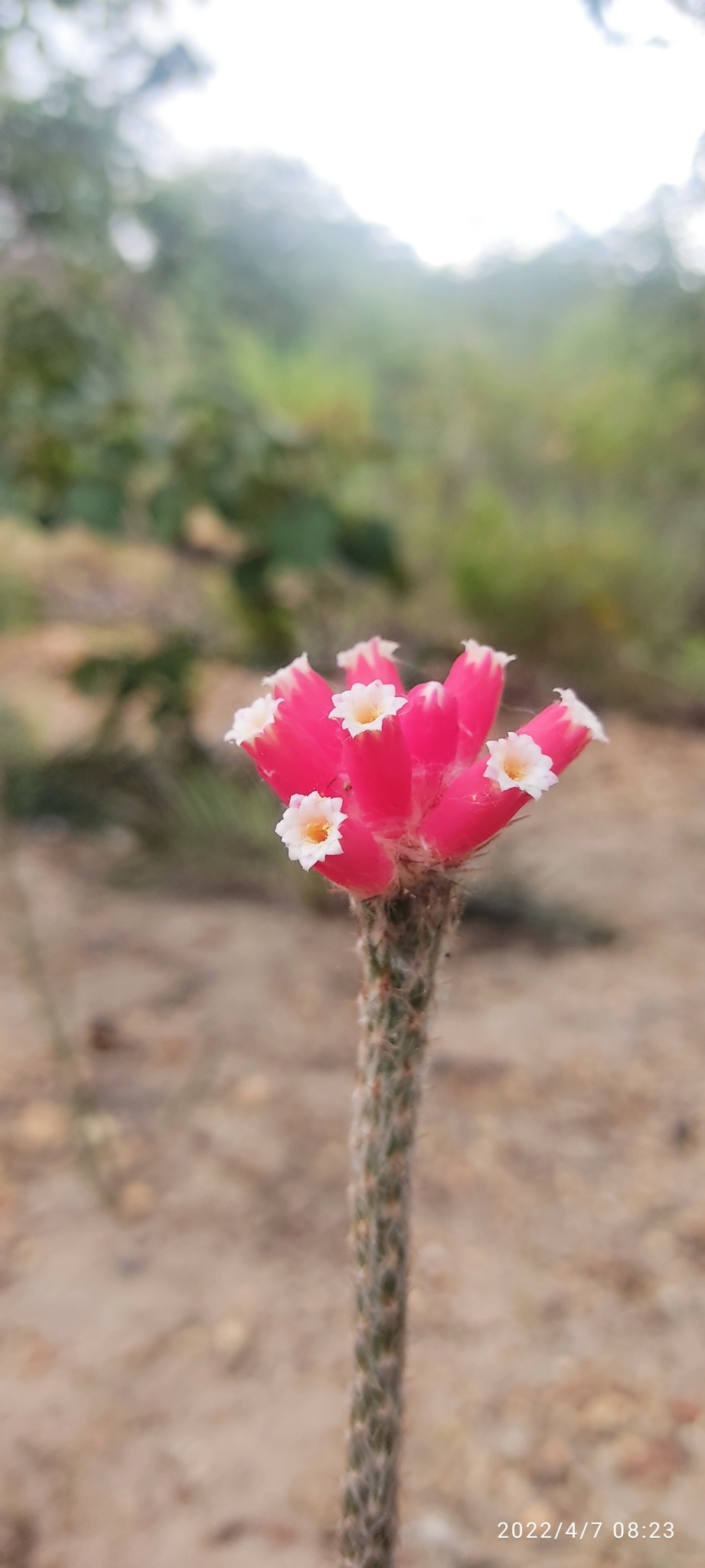 Arrojadoa eriocaulis